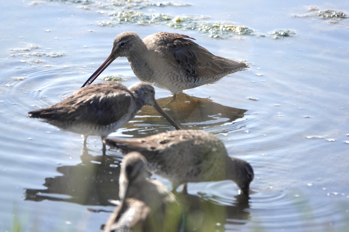 Long-billed Dowitcher - ML616514625
