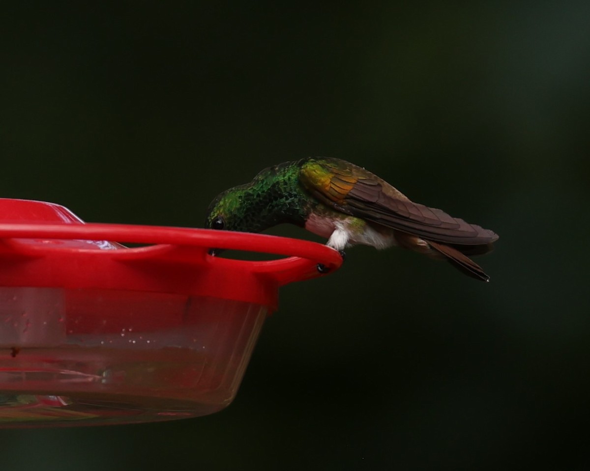 Rufous-tailed Hummingbird - ML616514641