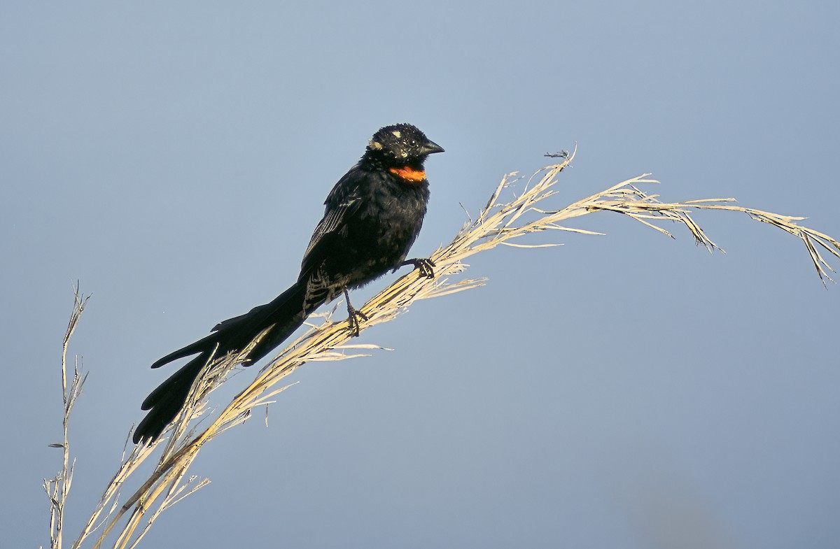 Red-cowled/Red-collared Widowbird - ML616514648