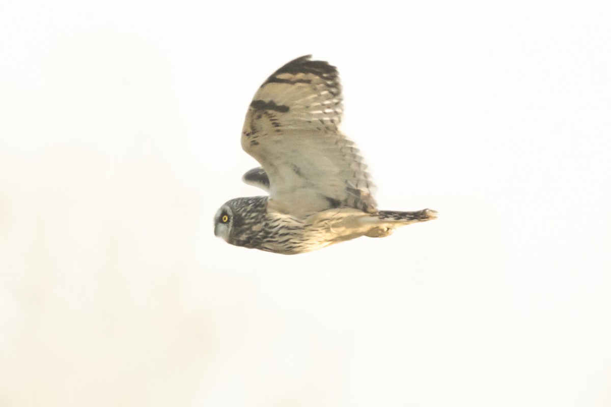 Short-eared Owl - Carolyn Copper