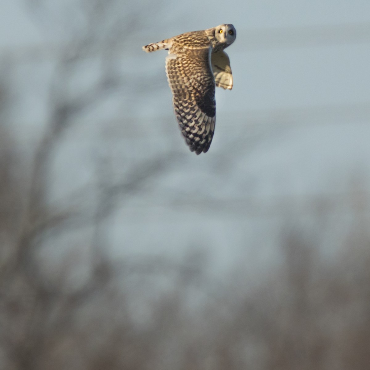 Short-eared Owl - Carolyn Copper