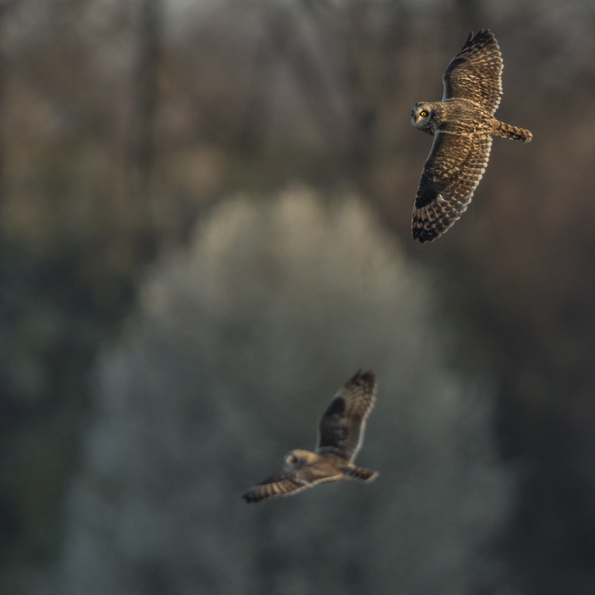 Short-eared Owl - Carolyn Copper