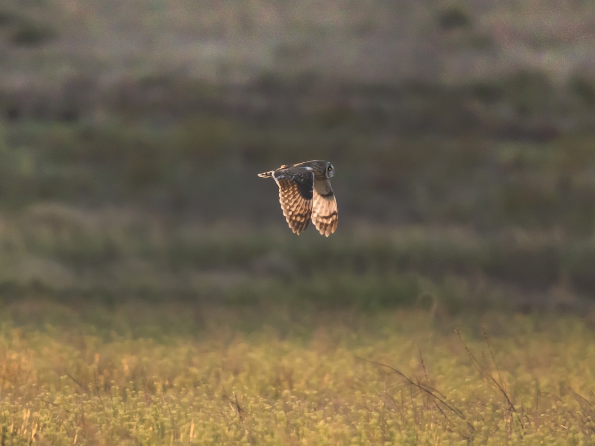 Short-eared Owl - ML616514656