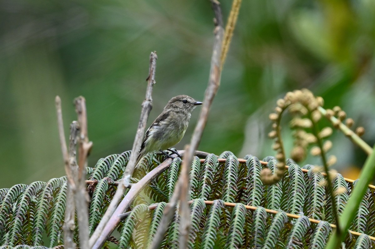 Ecuadorian Tyrannulet - ML616514661