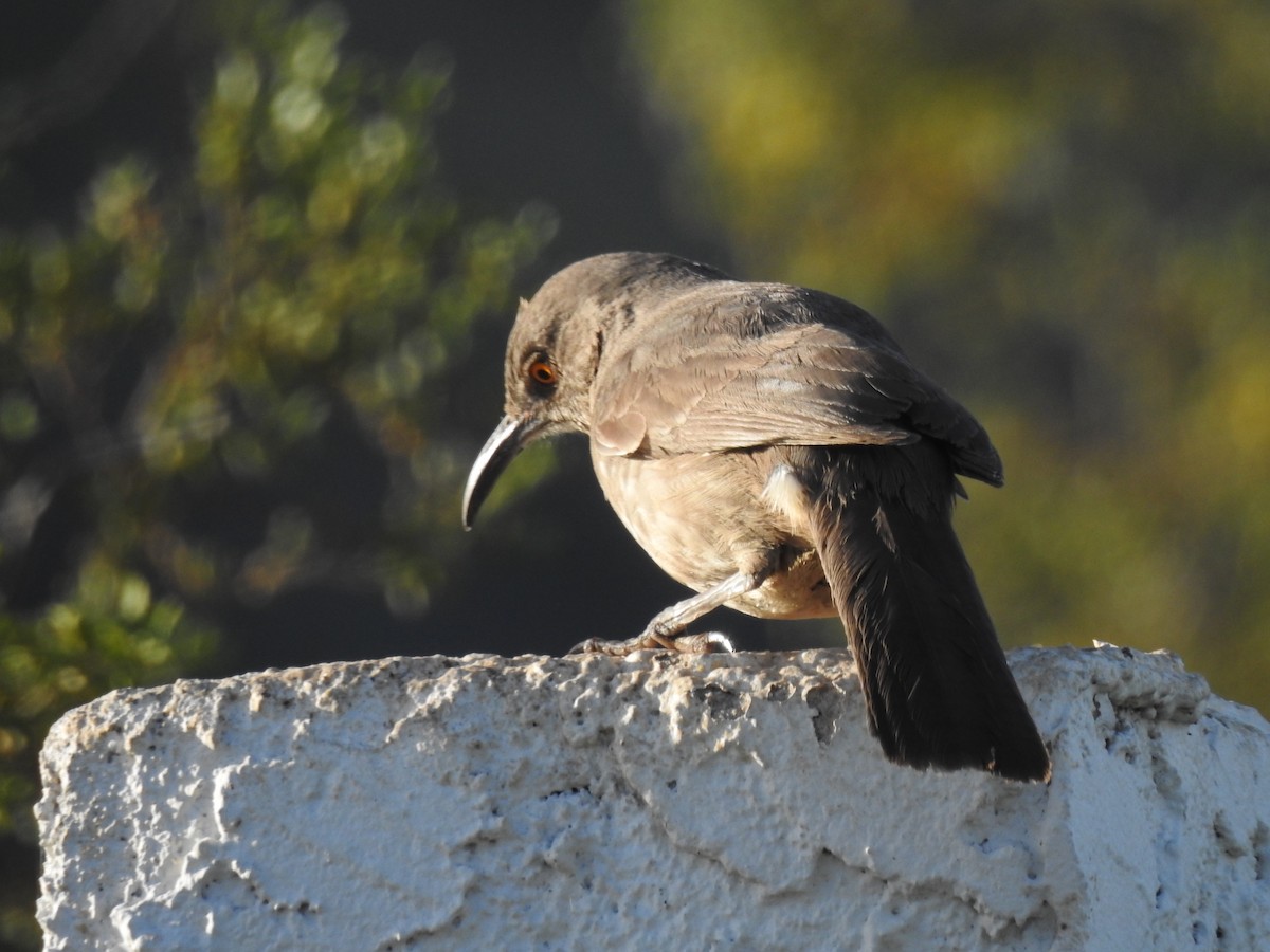 Curve-billed Thrasher - Tom Dudones