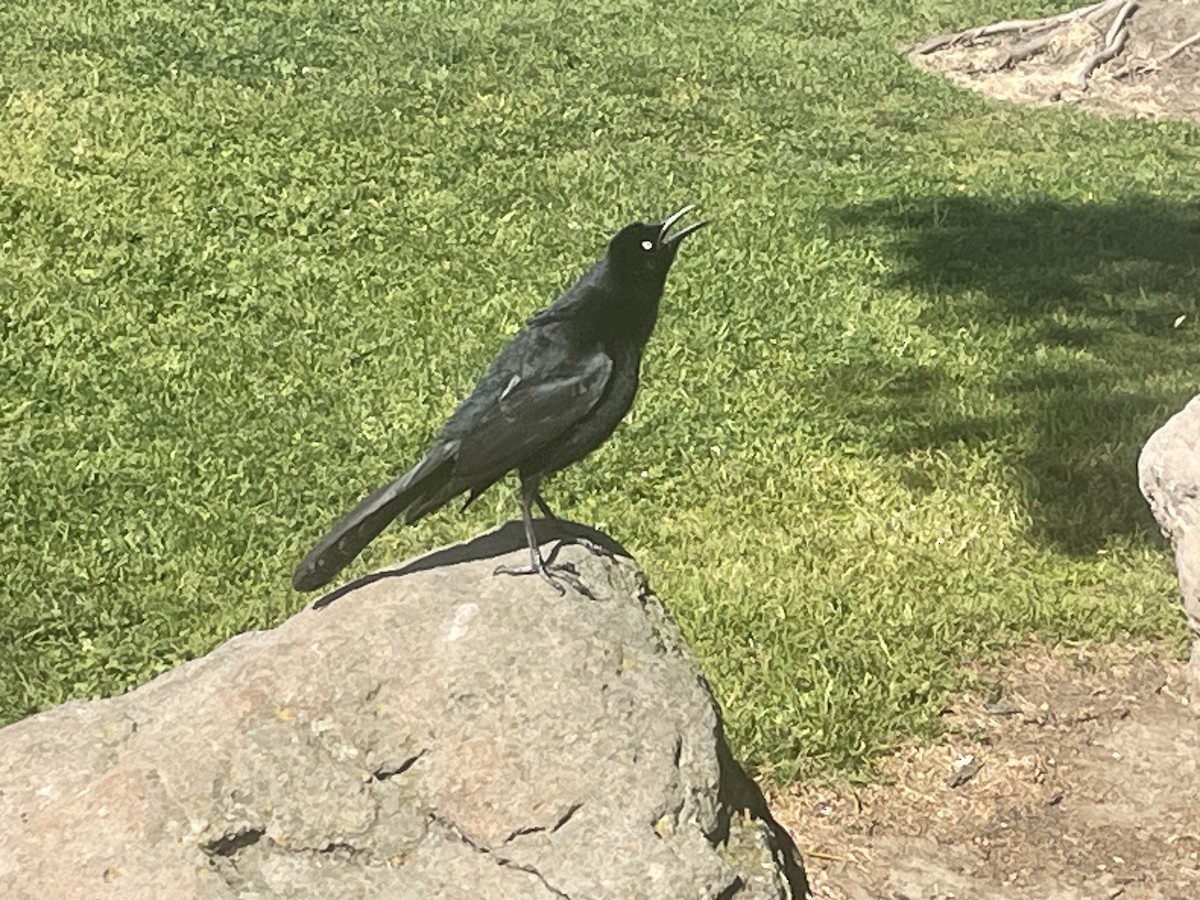 Great-tailed Grackle - ML616514699
