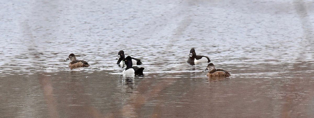 Ring-necked Duck - ML616514754