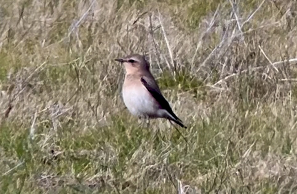 Northern Wheatear - ML616514762