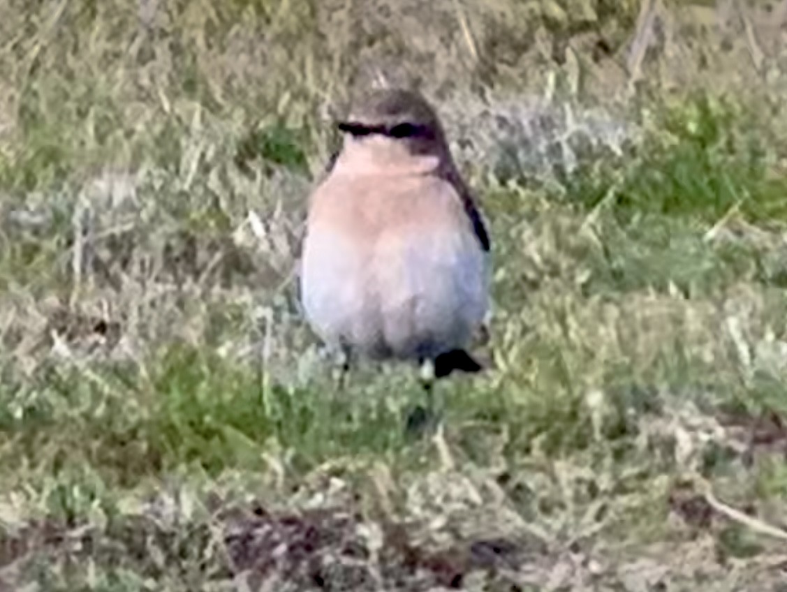 Northern Wheatear - ML616514763