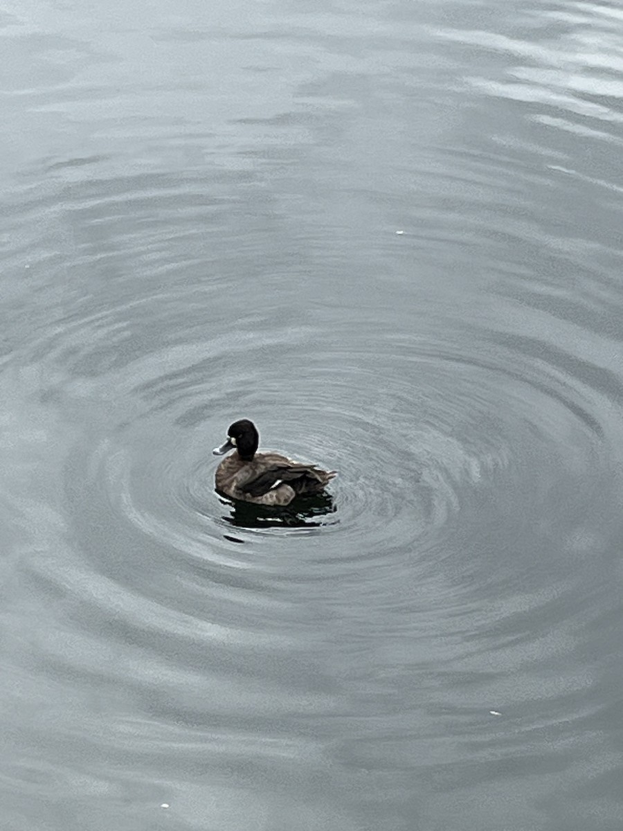 Lesser Scaup - ML616514777