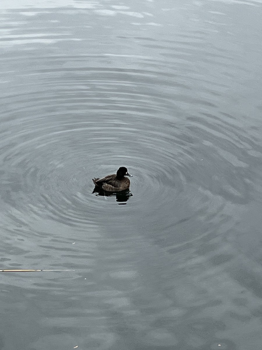 Lesser Scaup - ML616514778