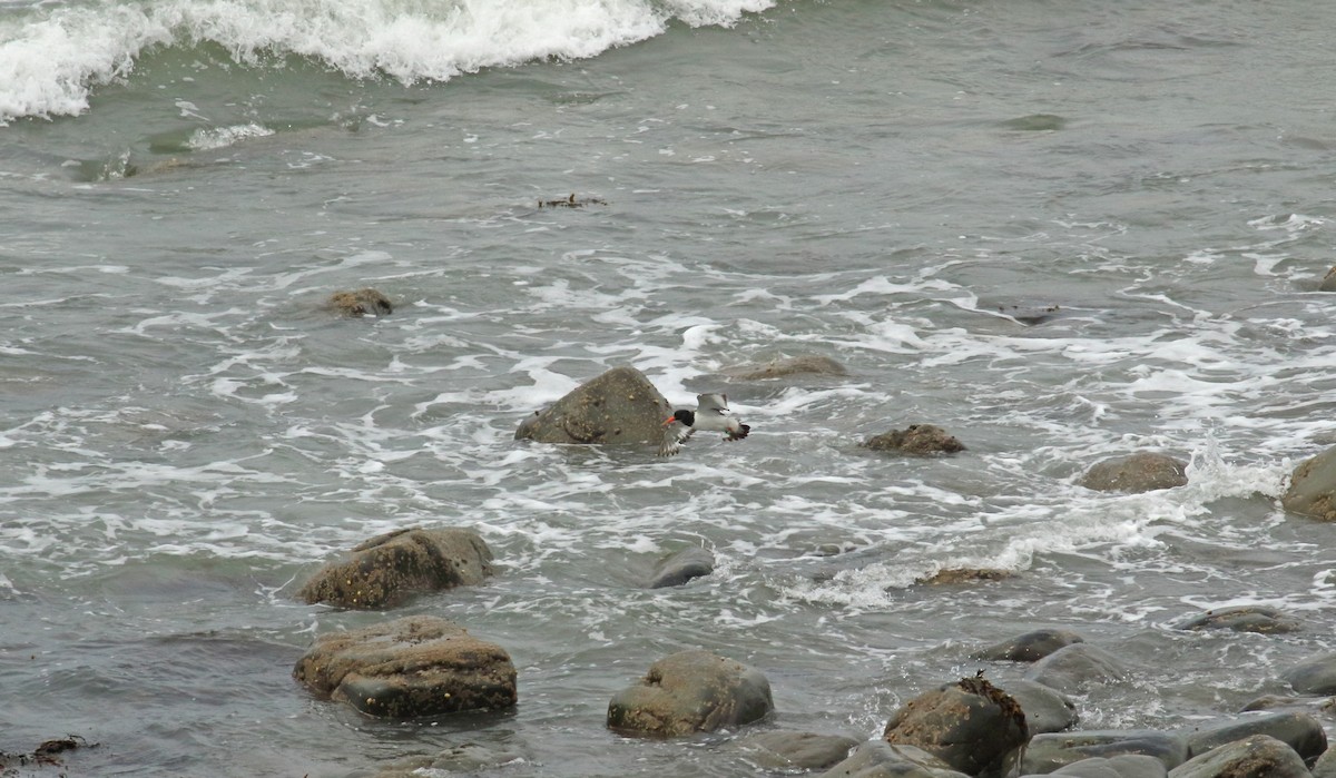 Eurasian Oystercatcher - ML616514785