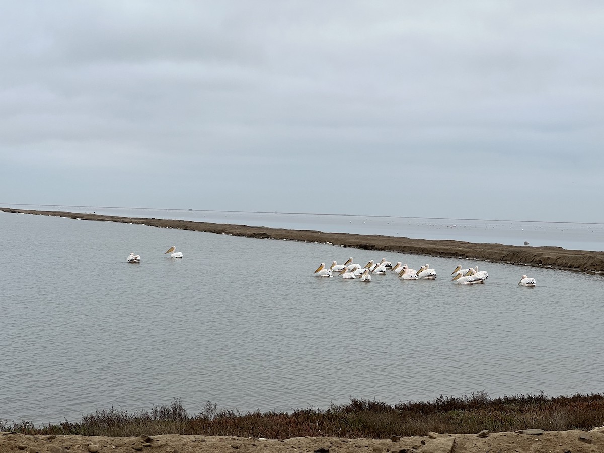 Great White Pelican - ML616514806