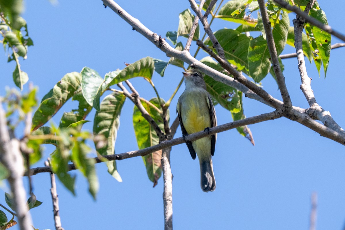 Southern Scrub-Flycatcher - Ted Kavanagh