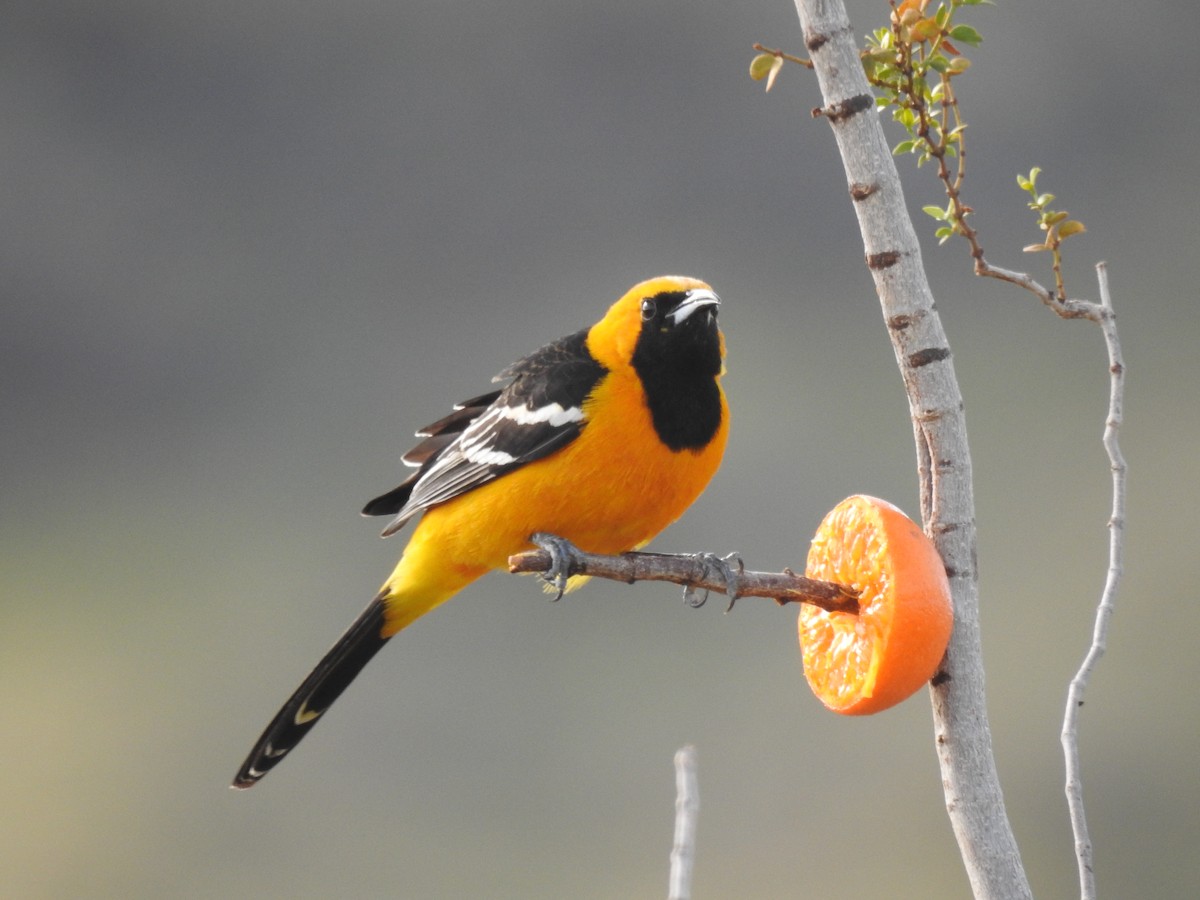 Hooded Oriole - Tom Dudones