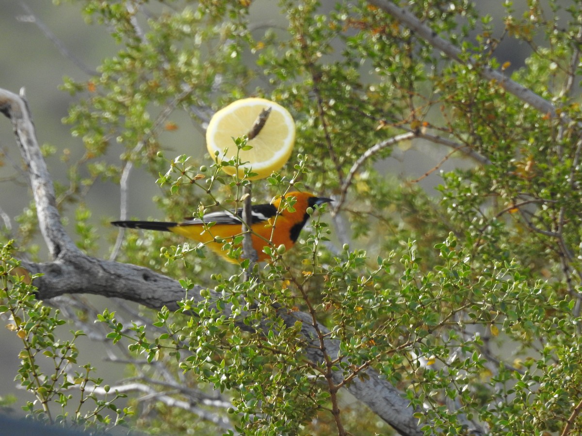 Hooded Oriole - ML616514856