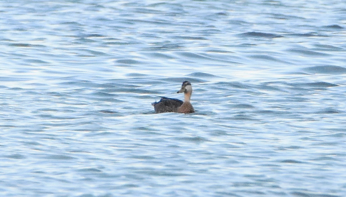 Lesser Scaup - ML616514860