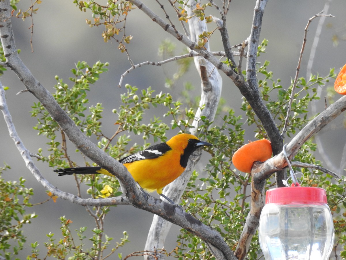 Hooded Oriole - Tom Dudones