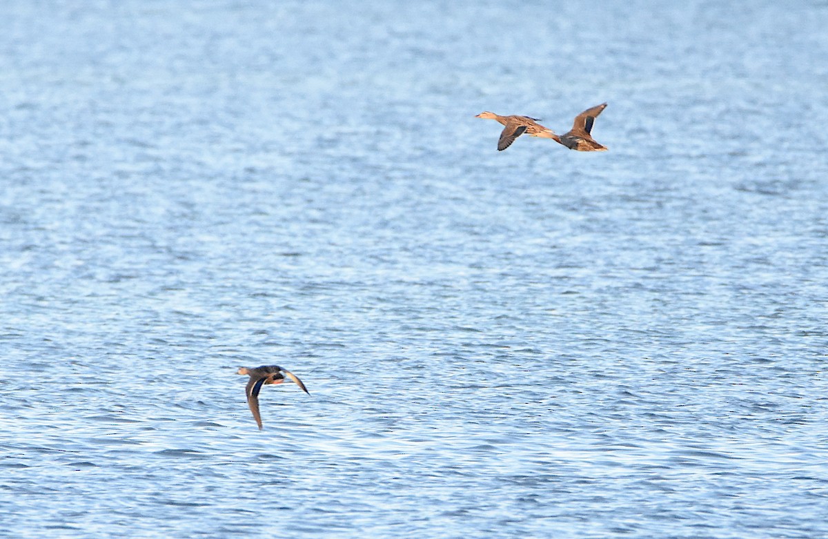 Lesser Scaup - ML616514863