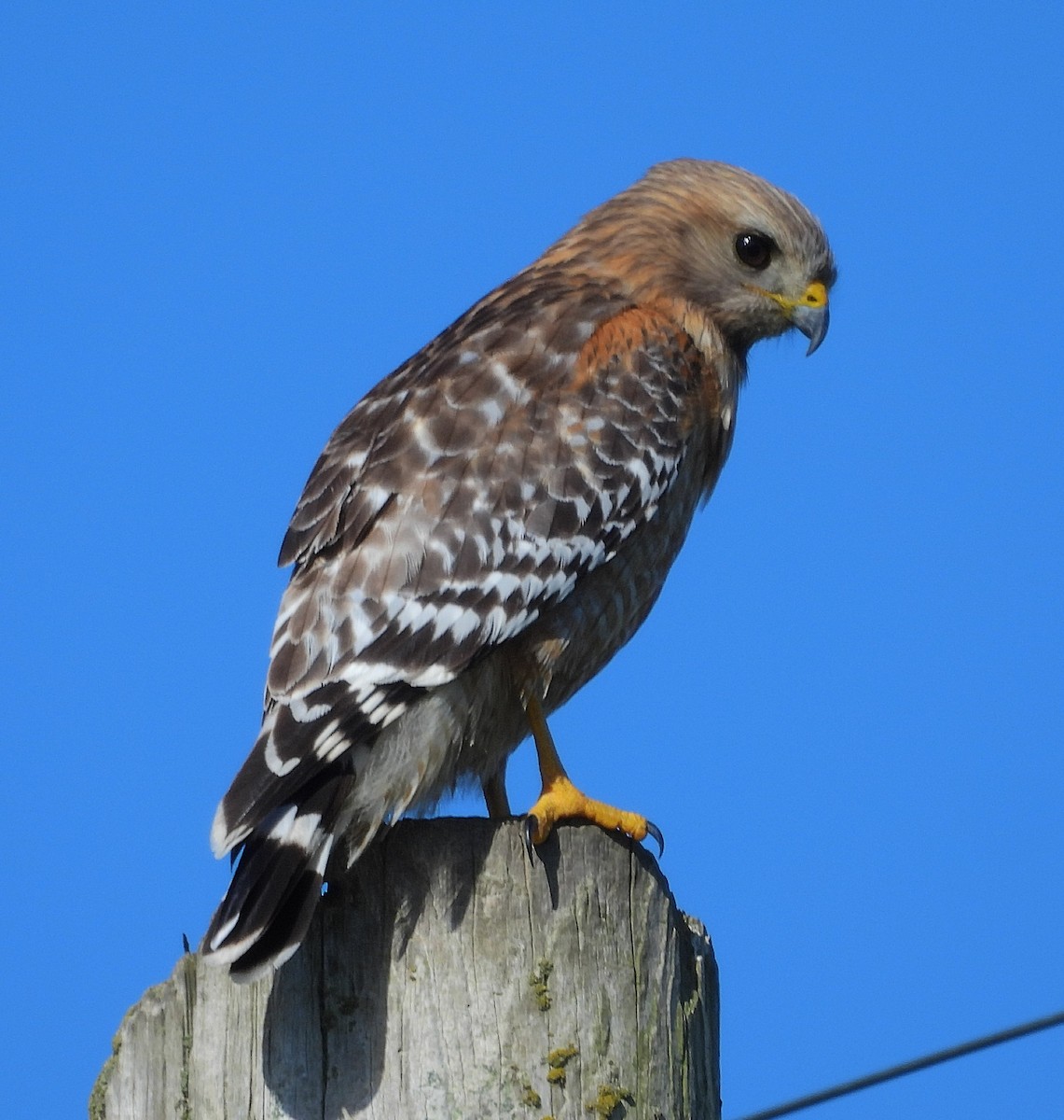 Red-shouldered Hawk - ML616514873