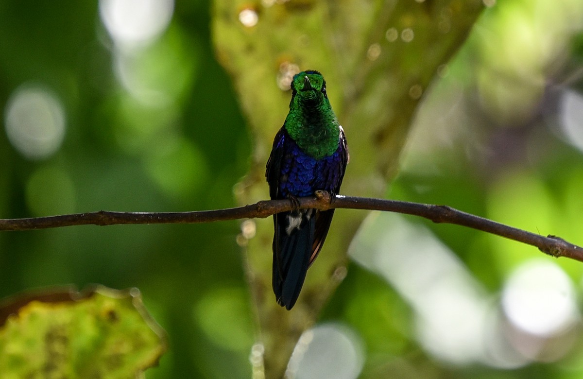 Crowned Woodnymph (Green-crowned) - ML616514898