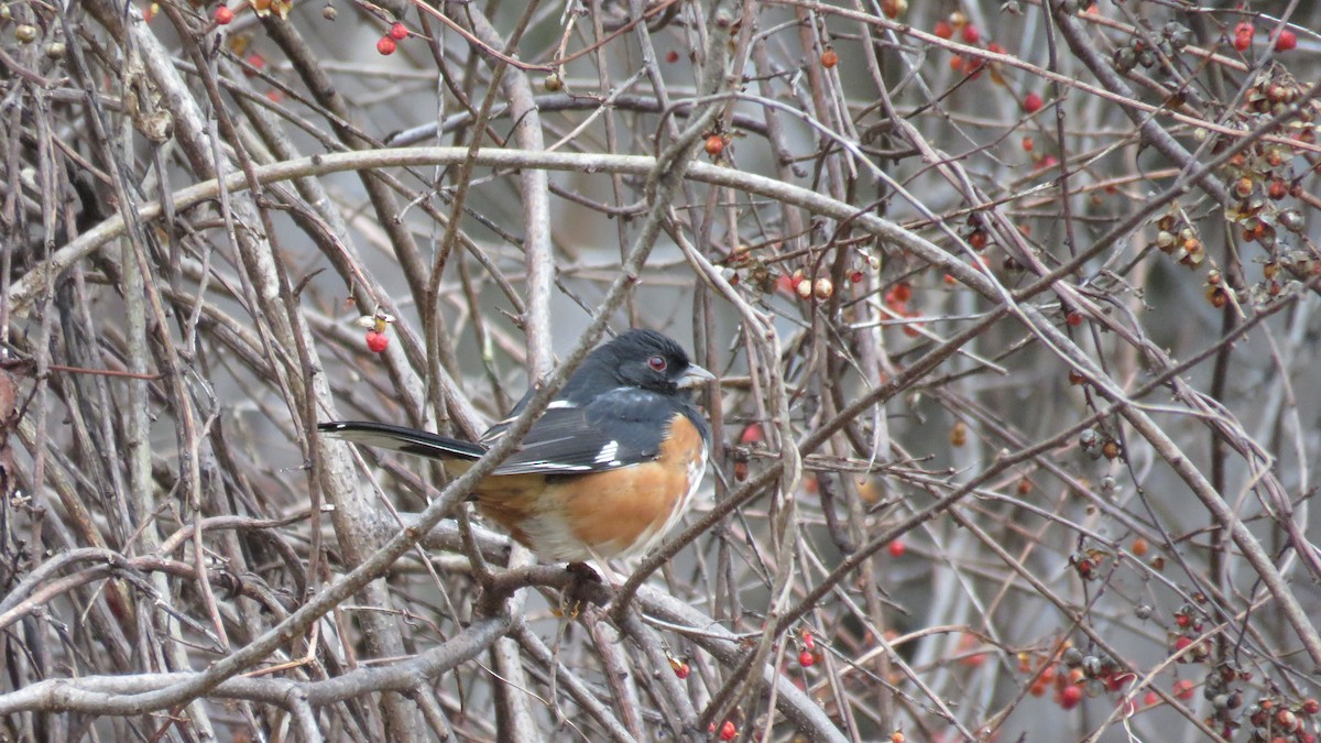 Eastern Towhee - ML616514899