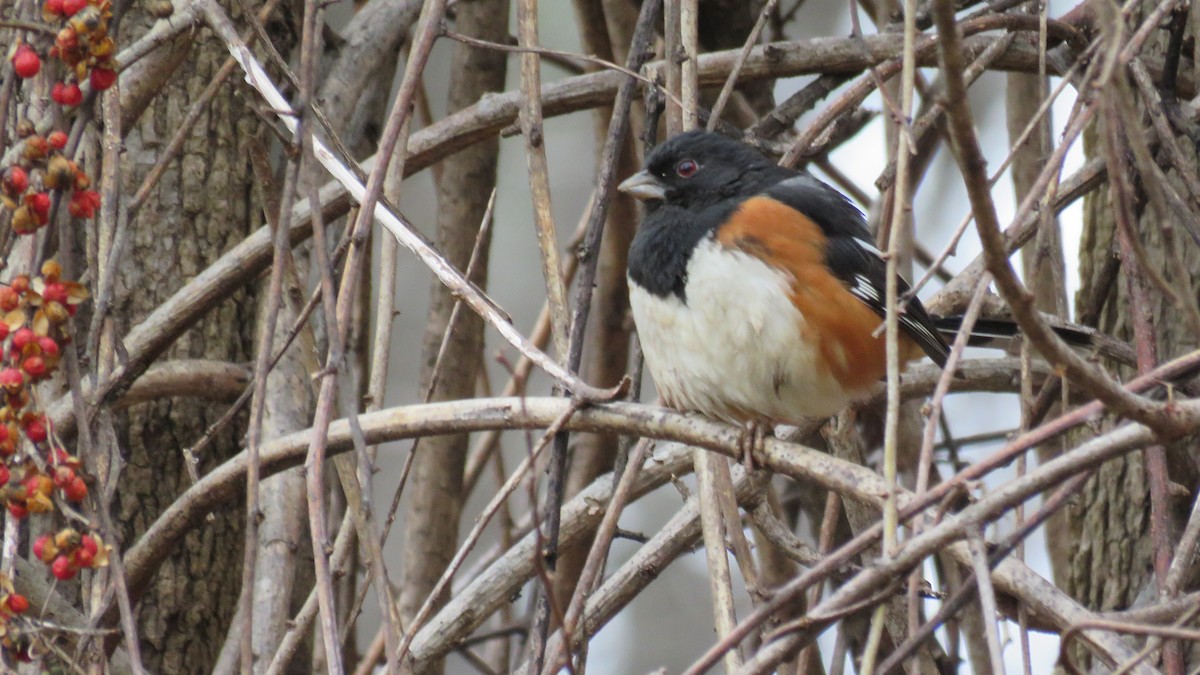 Eastern Towhee - ML616514920