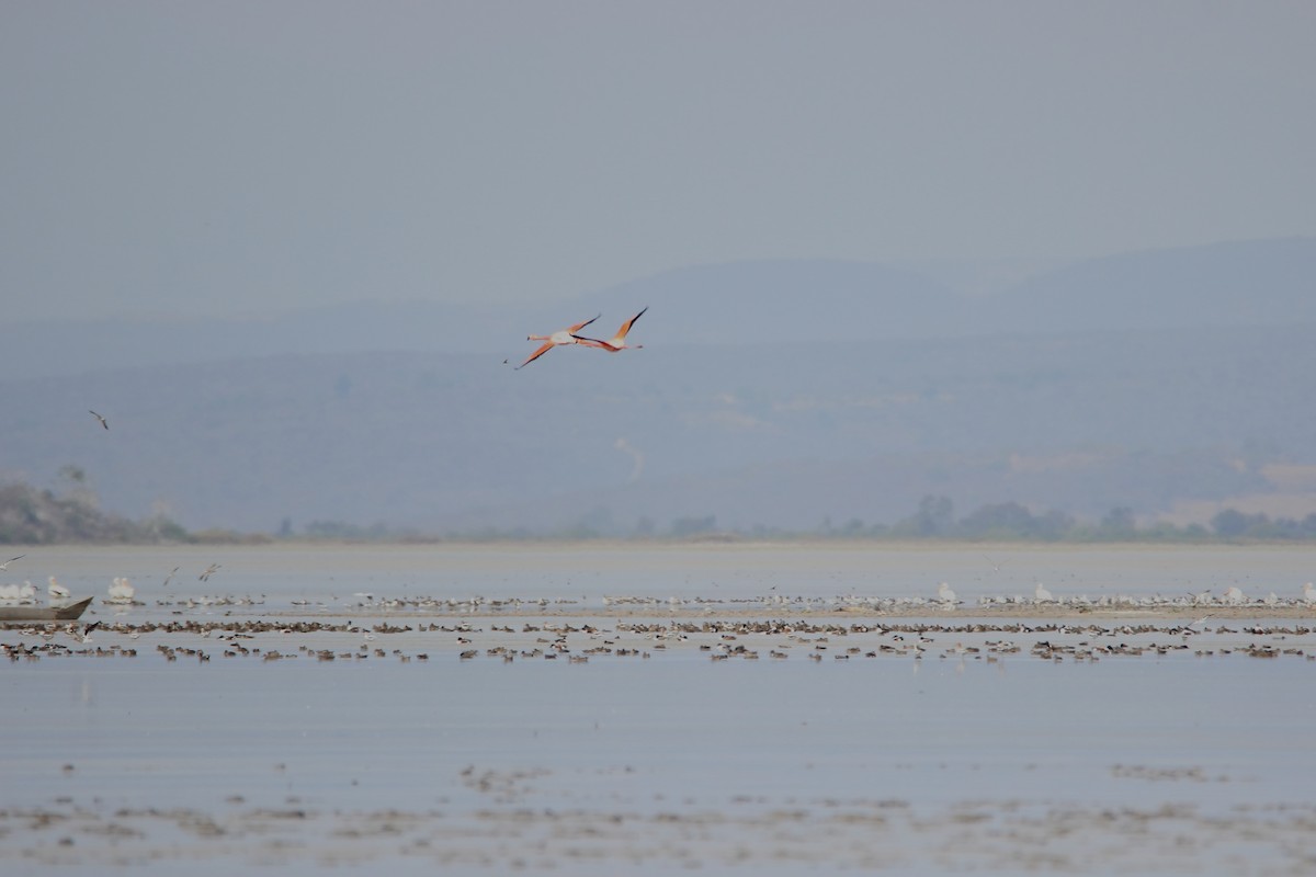 Chilean Flamingo - ML616514928