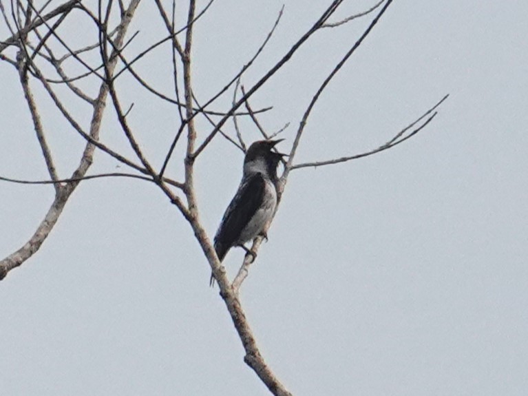 Bearded Bellbird - Steve Kornfeld
