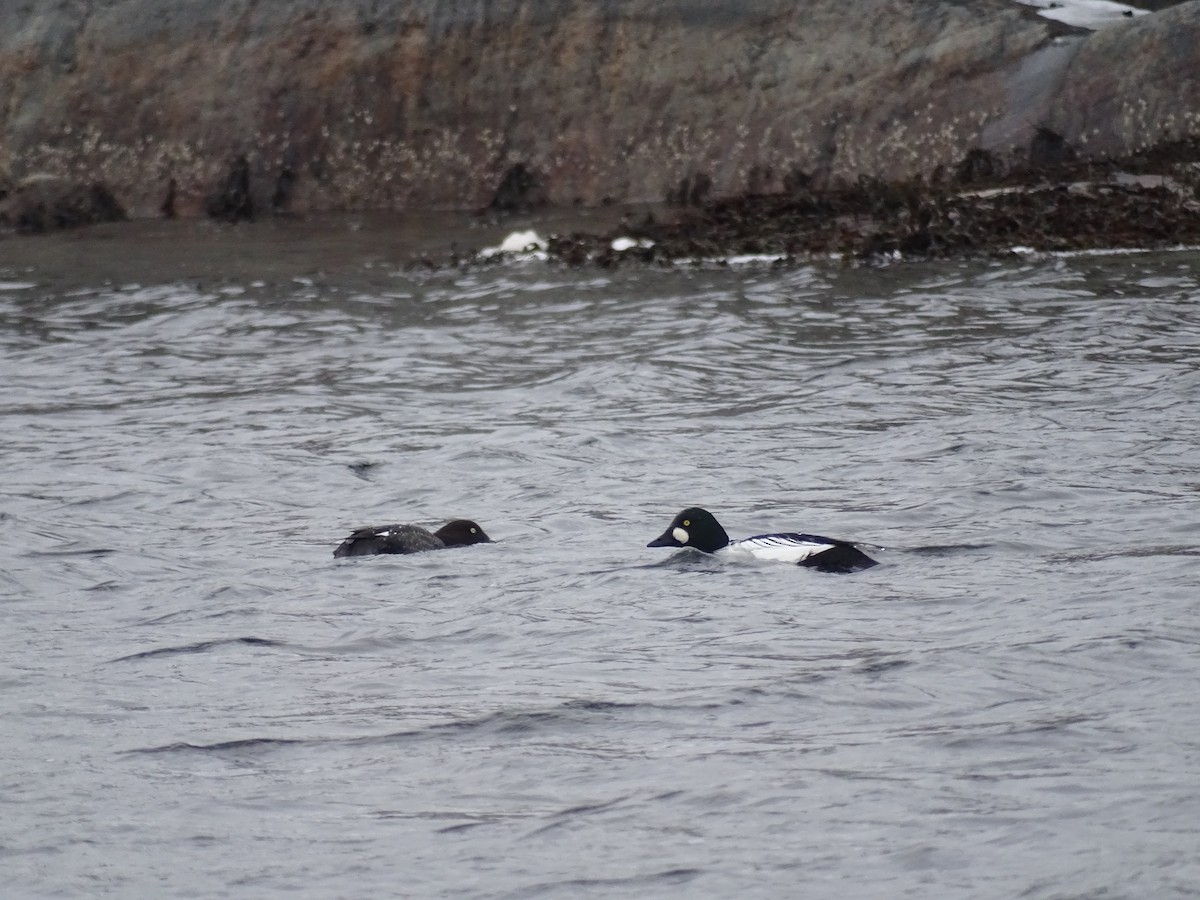 Common Goldeneye - ML616515054