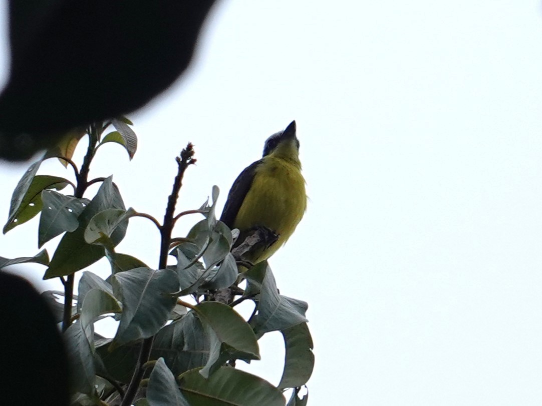 Yellow-throated Flycatcher - ML616515082