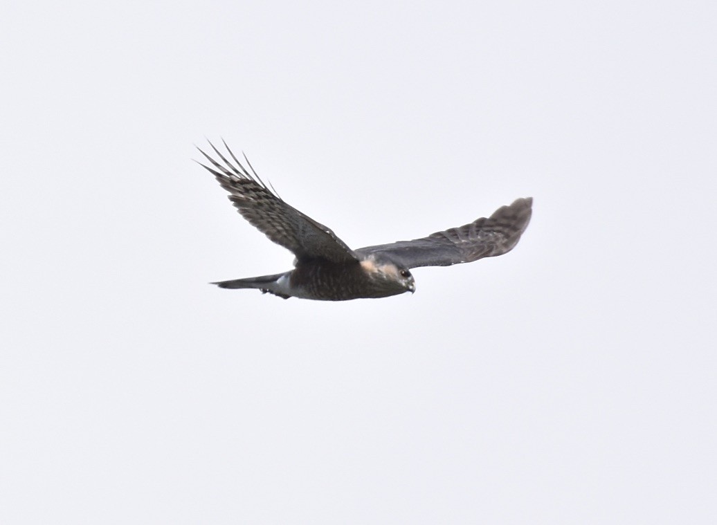 Sharp-shinned Hawk - ML616515105