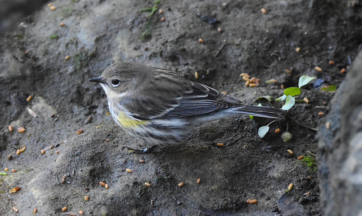 Yellow-rumped Warbler (Myrtle) - ML616515108