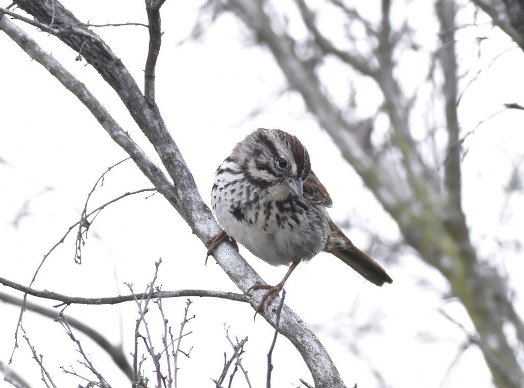 Song Sparrow - ML616515119