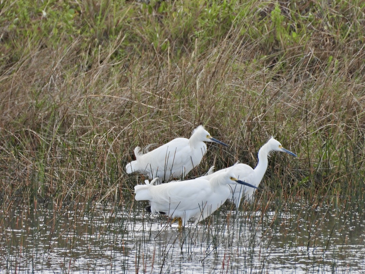 Snowy Egret - ML616515127