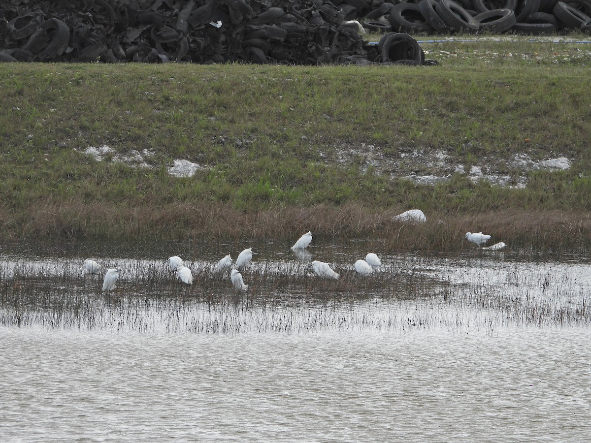 Snowy Egret - ML616515128