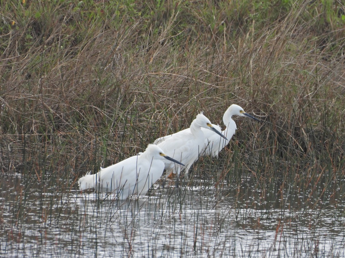 Snowy Egret - ML616515129