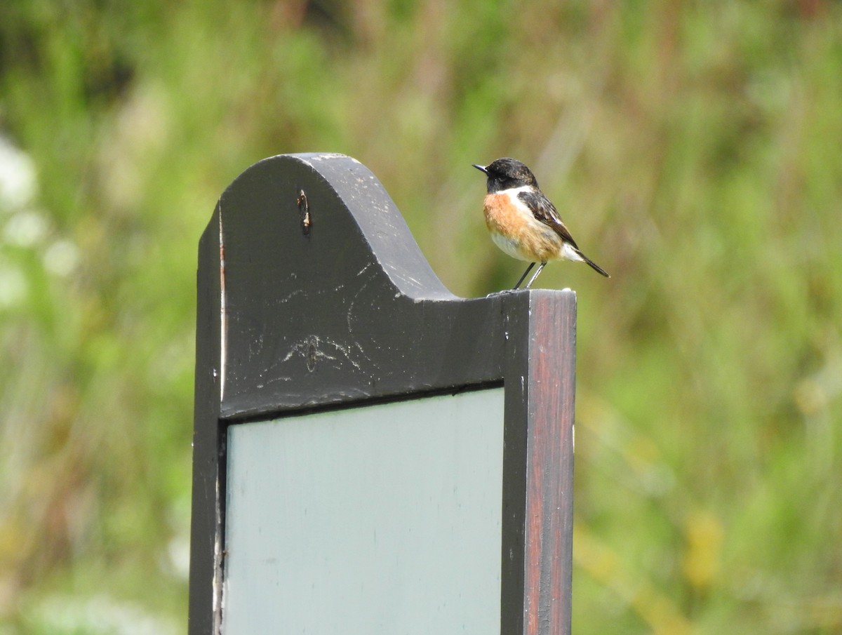 European Stonechat - Filipe Manuel