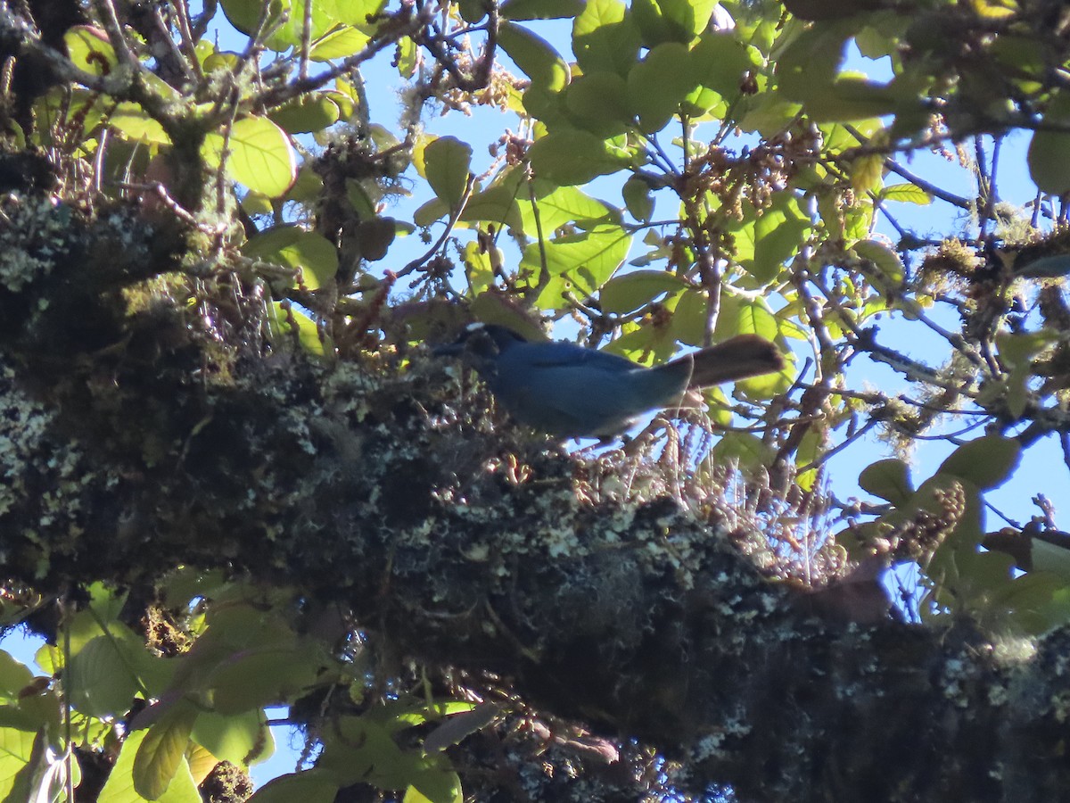 Steller's Jay (Middle American) - ML616515248