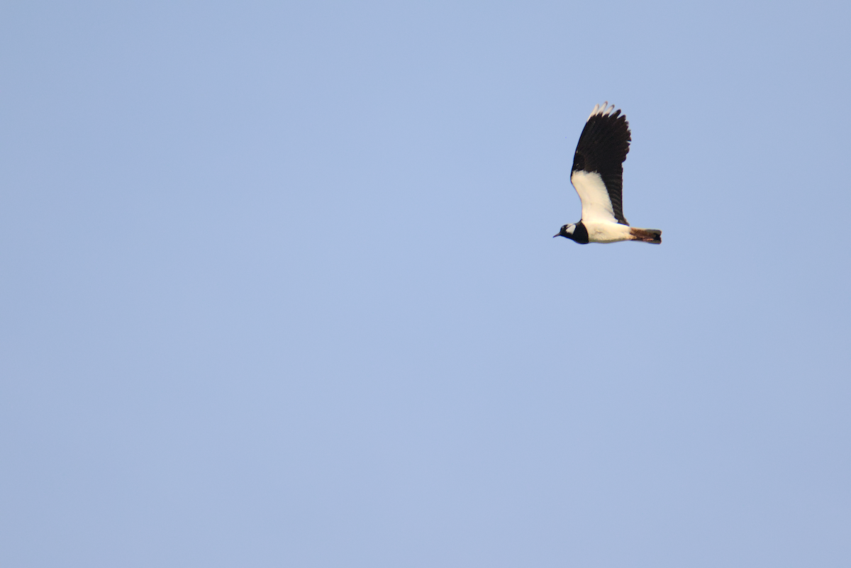 Northern Lapwing - David Pascual-Hernández