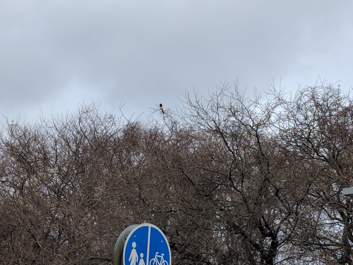 Eurasian Magpie - ML616515317