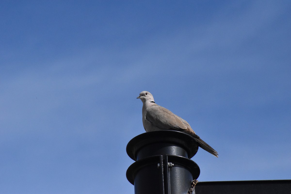 Eurasian Collared-Dove - ML616515327