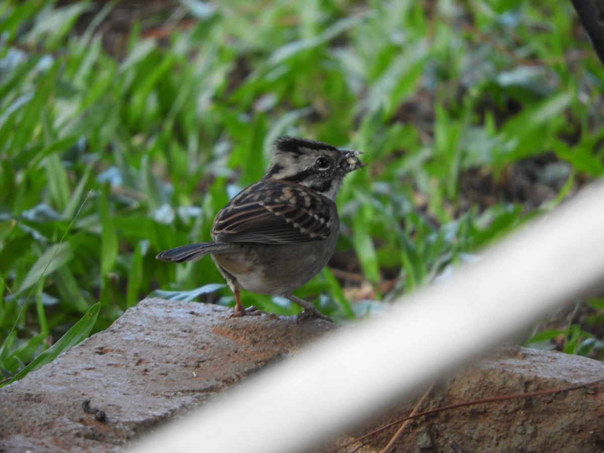 Rufous-collared Sparrow - ML616515345