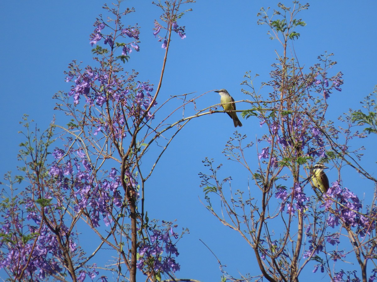 Tropical Kingbird - ML616515354