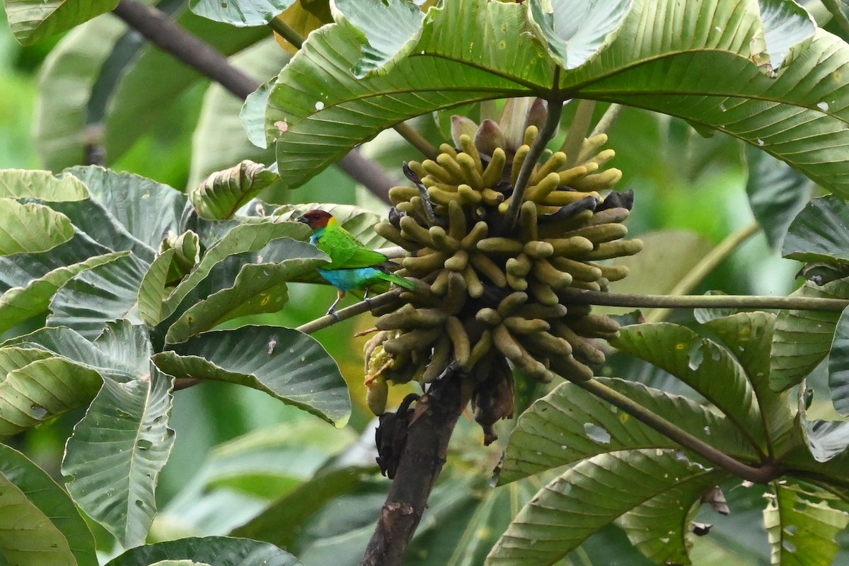 Bay-headed Tanager (Bay-and-blue) - Dan O'Brien