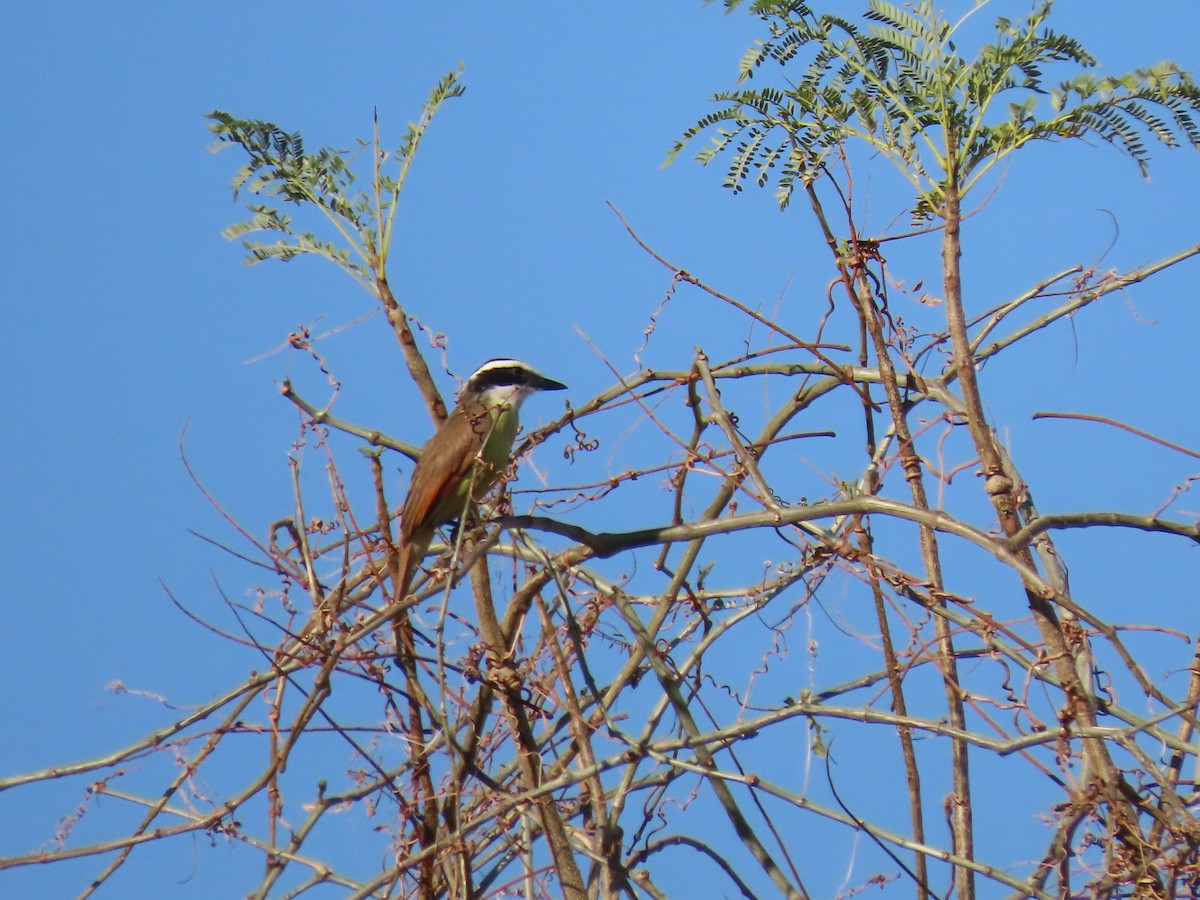 Great Kiskadee - ML616515373