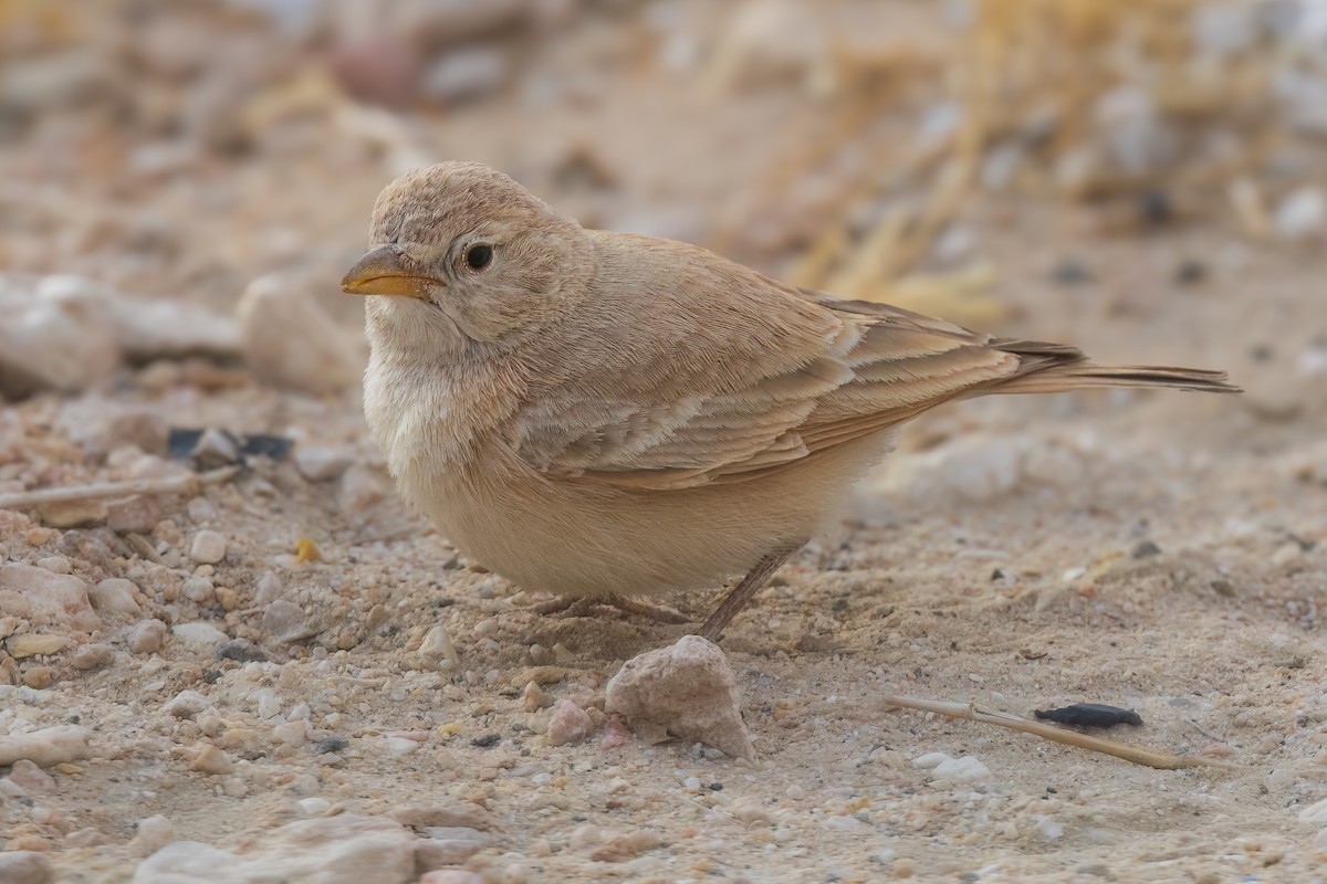 Desert Lark - ML616515381