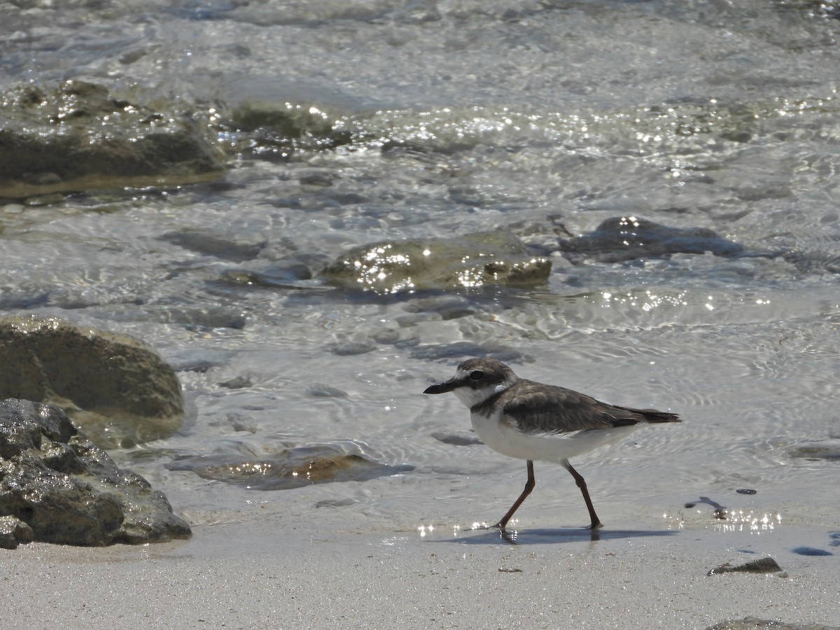 Wilson's Plover - ML616515383