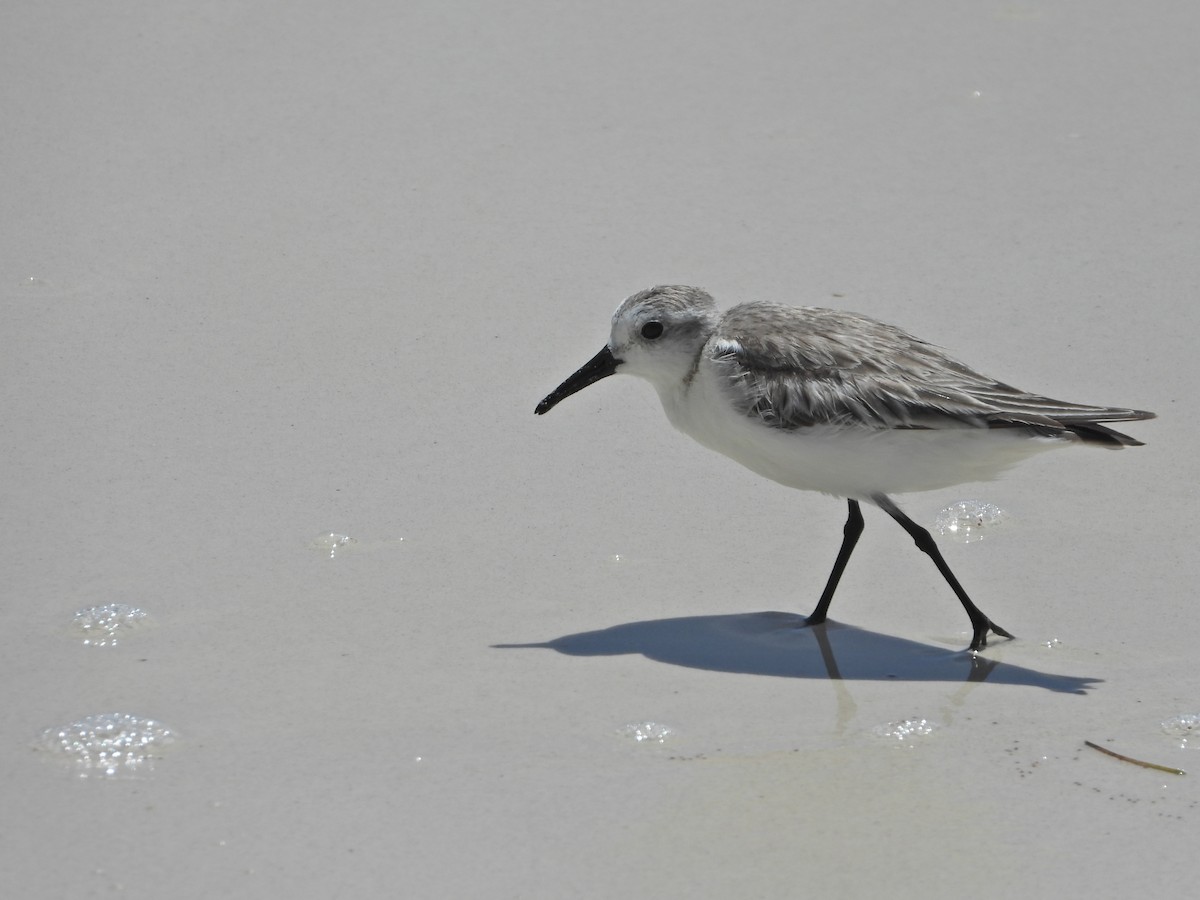 Sanderling - ML616515391