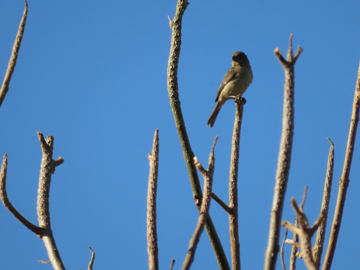 Cinnamon-rumped Seedeater - ML616515450